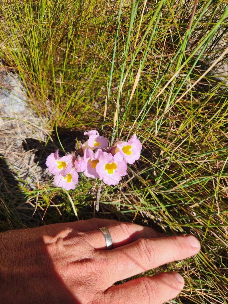 Harveya purpurea subsp. purpurea