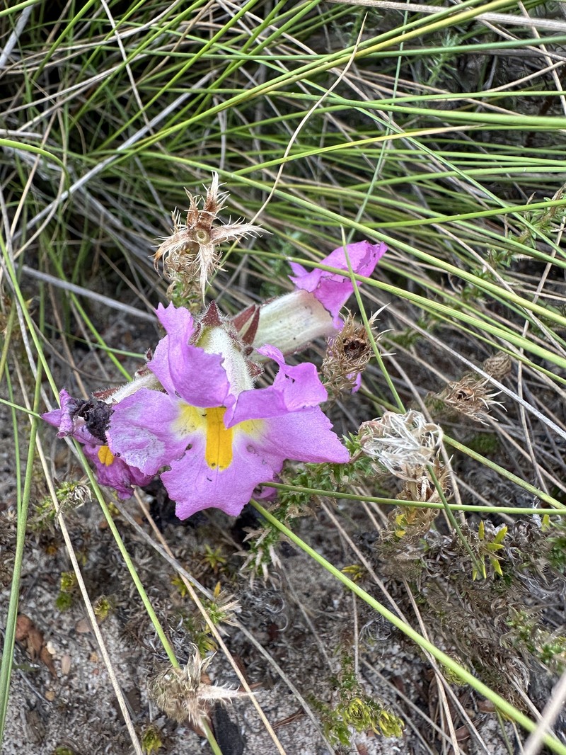 Harveya purpurea subsp. purpurea photo 2