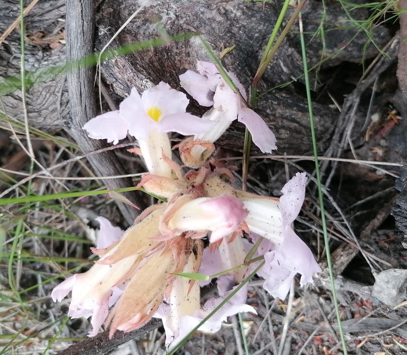 Harveya purpurea subsp. purpurea photo 3