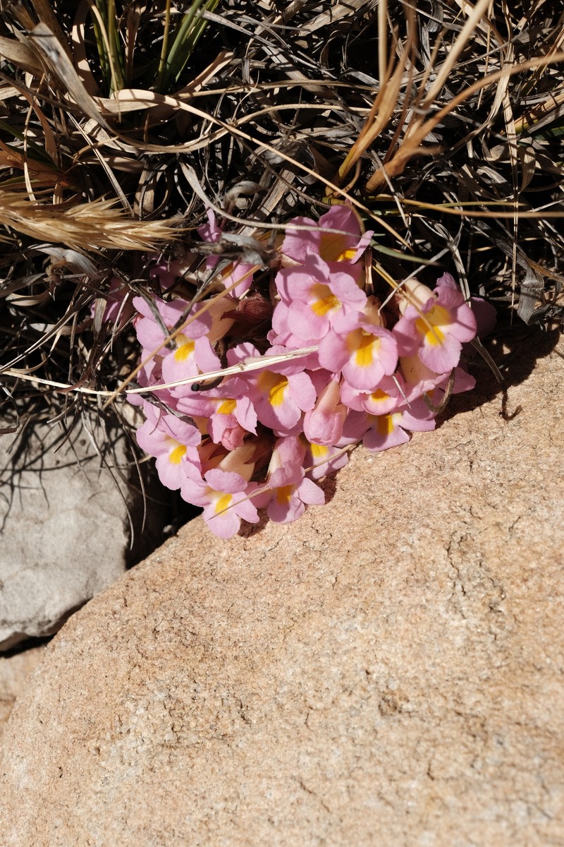 Harveya purpurea subsp. purpurea photo 4