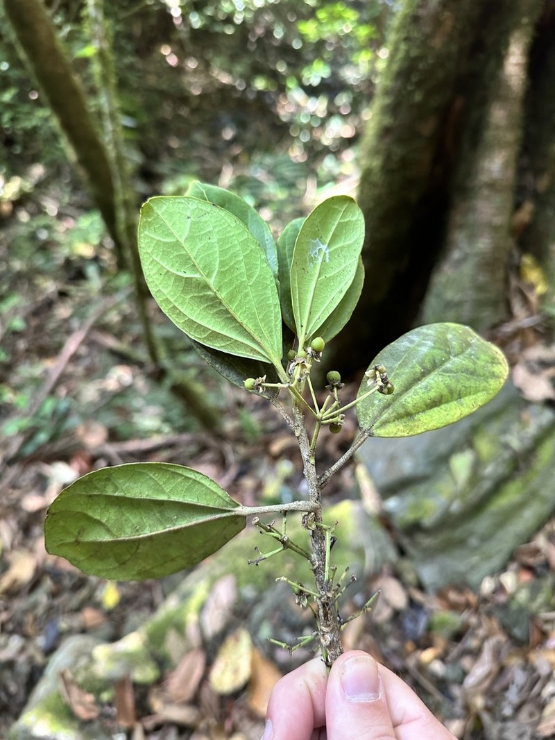 Hasseltia lateriflora