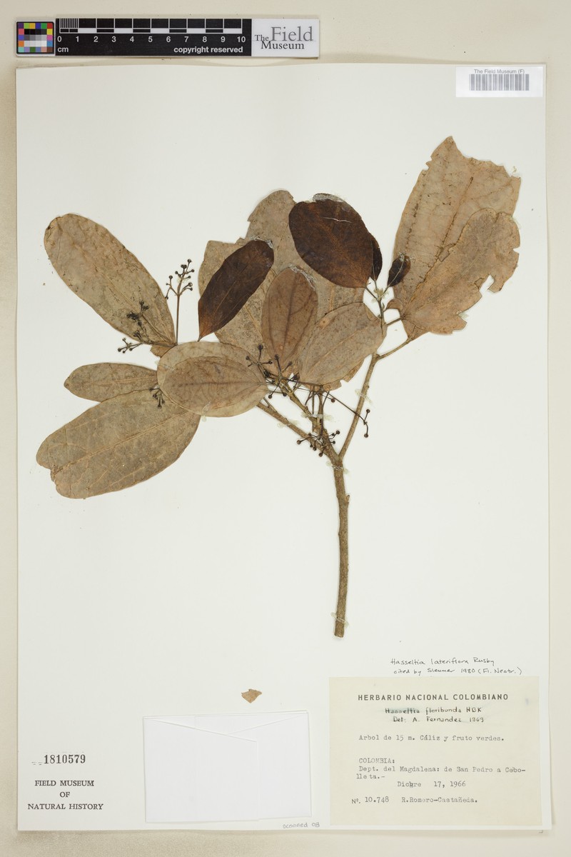 Hasseltia lateriflora photo 3