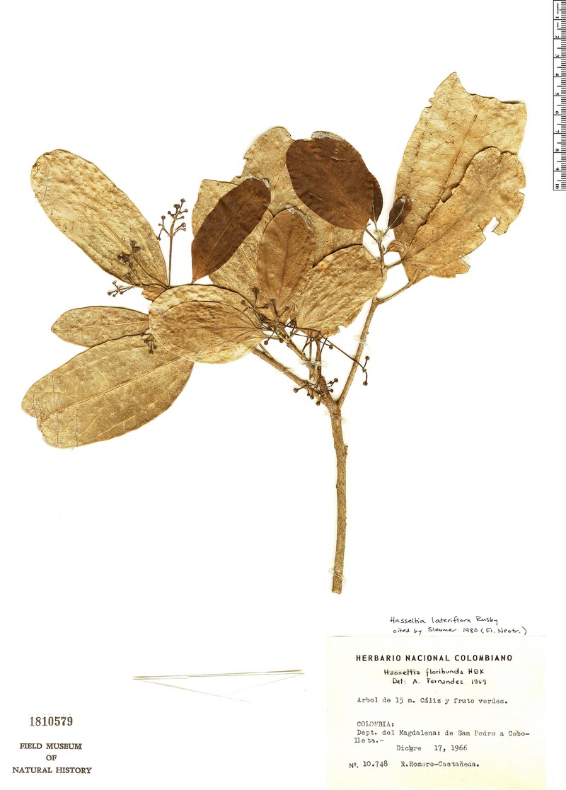 Hasseltia lateriflora photo 4
