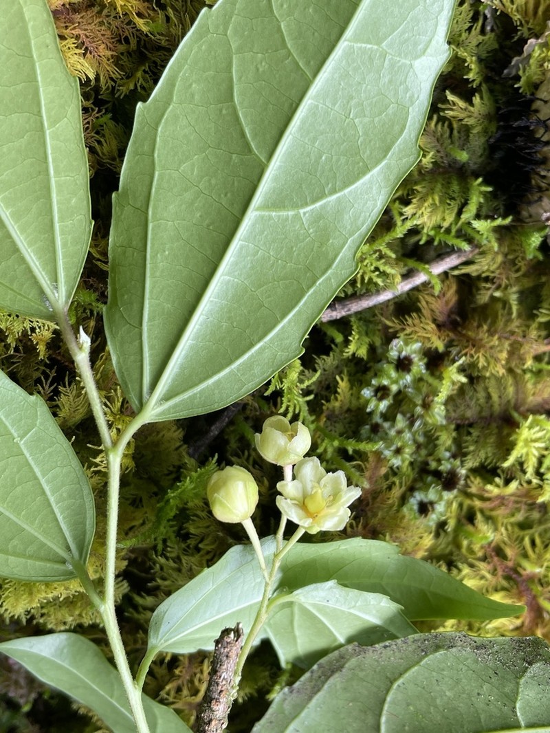 Hasseltiopsis dioica