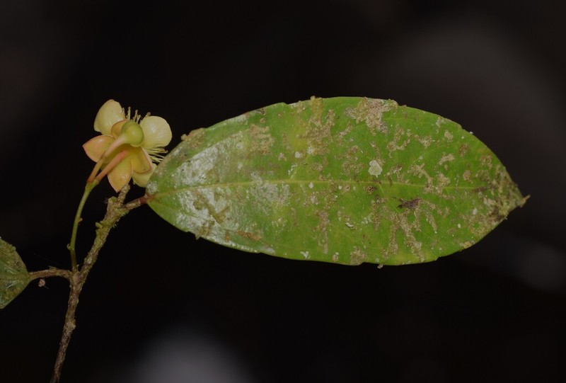 Hasseltiopsis dioica photo 2