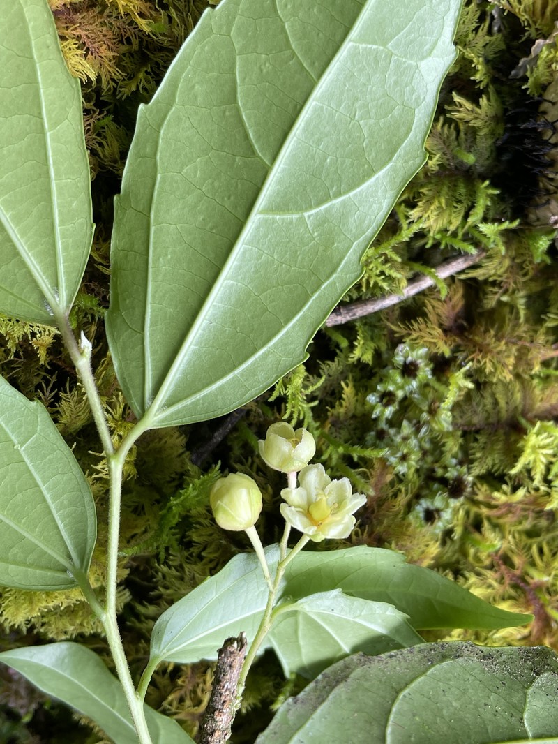 Hasseltiopsis dioica photo 3