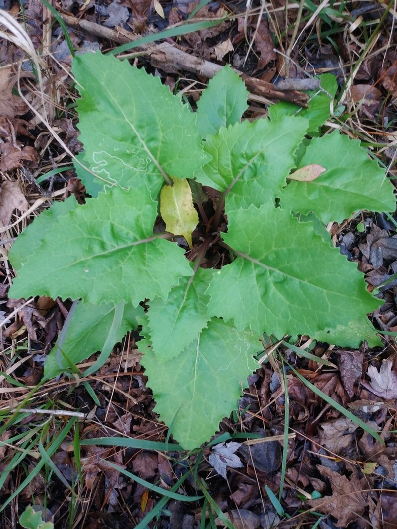 Hammockherb