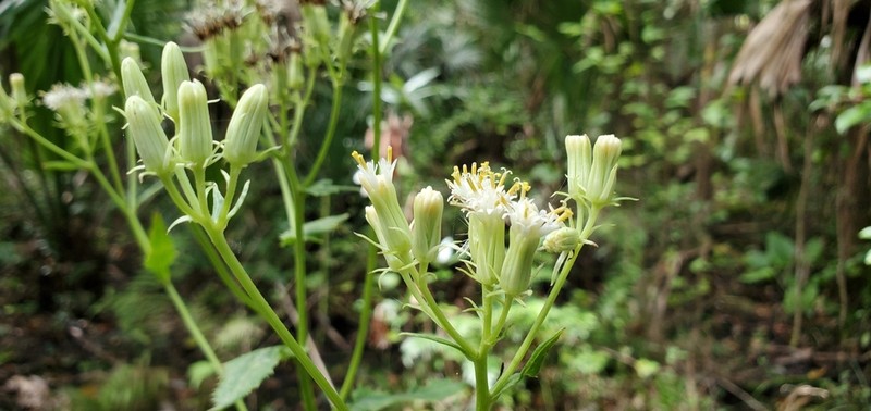 Hammockherb photo 2