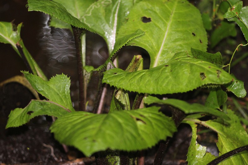 Hammockherb photo 3