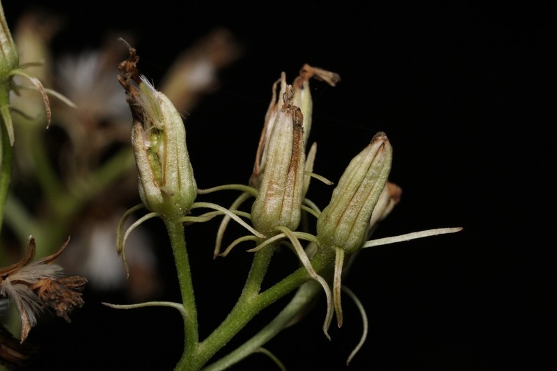 Hammockherb photo 4