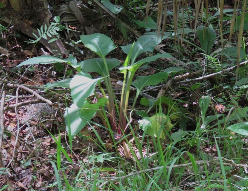 Hammockherb photo 6