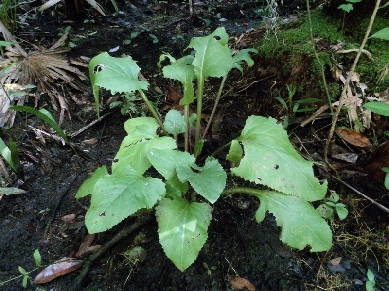 Hammockherb photo 8