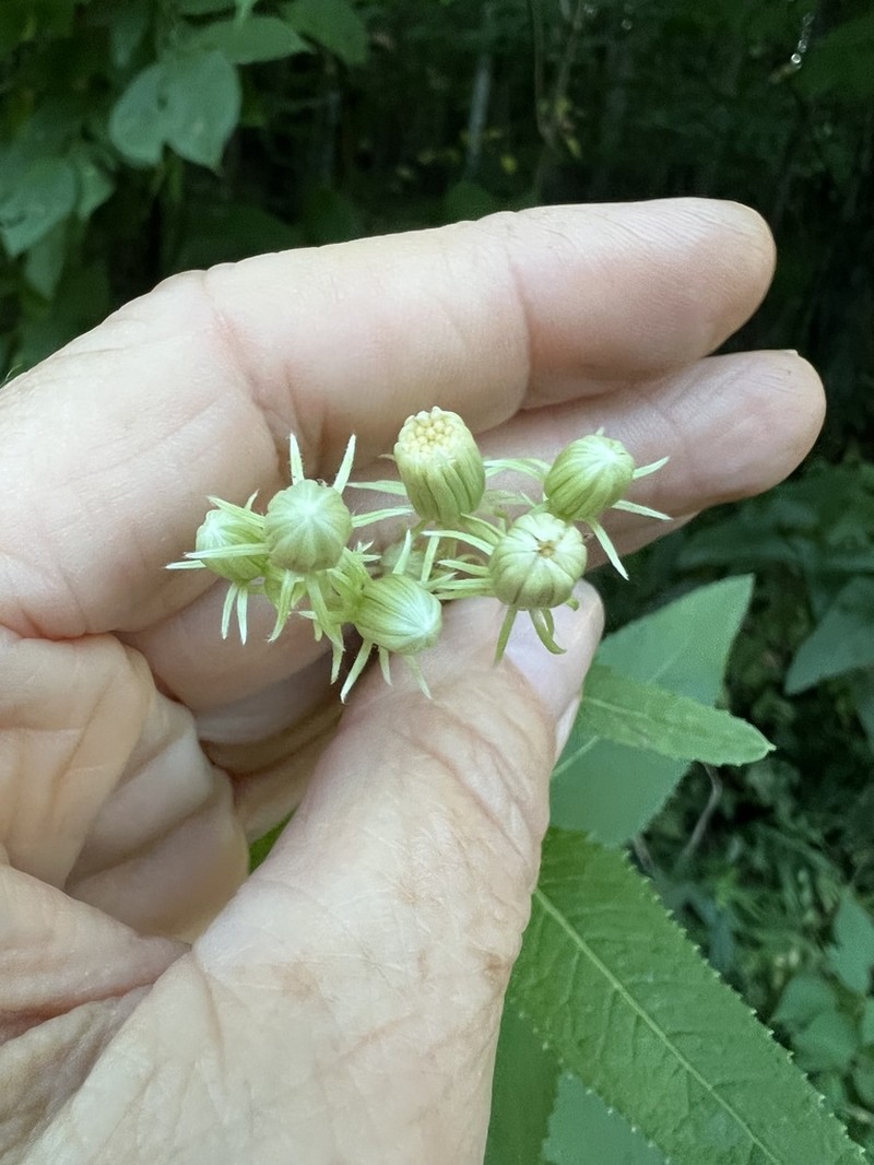 False Indian Plantain