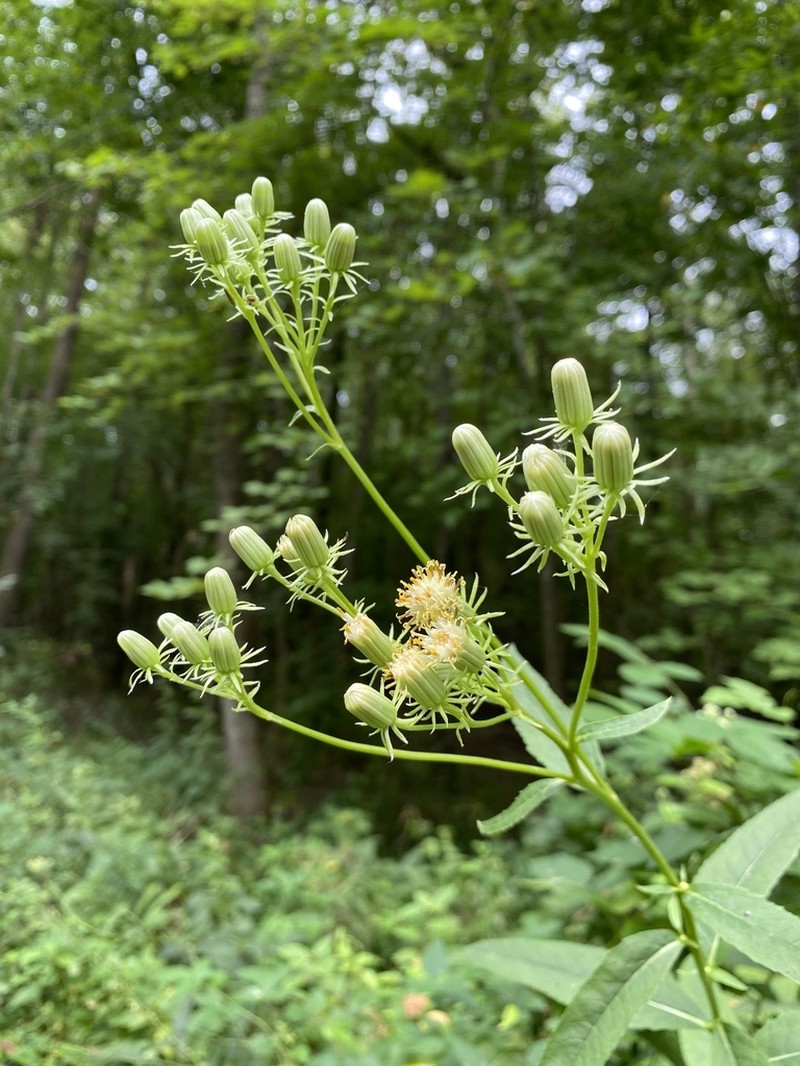 False Indian Plantain photo 2