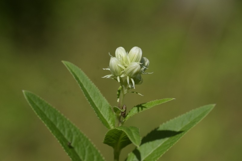 False Indian Plantain photo 3