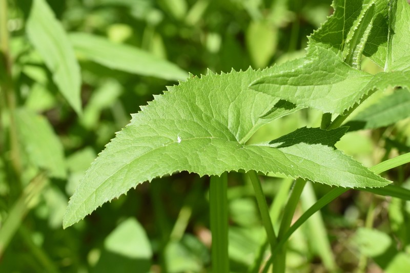 False Indian Plantain photo 4