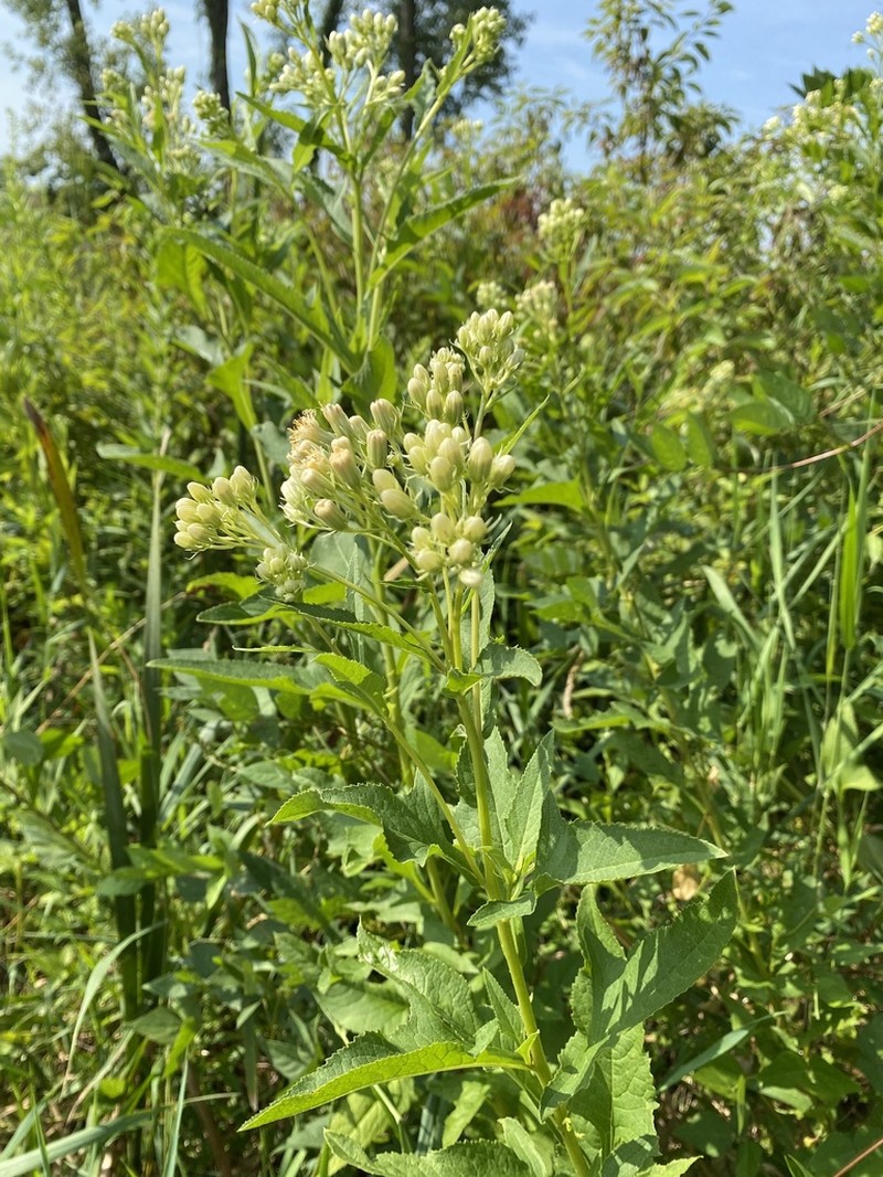 False Indian Plantain photo 6