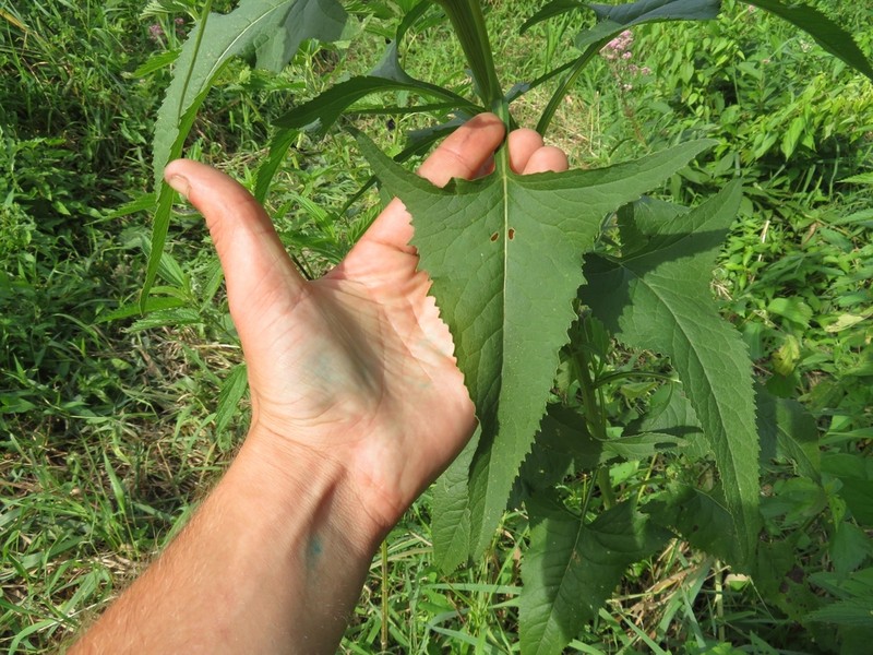 False Indian Plantain photo 7
