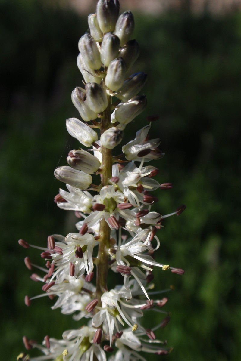 White Rushlily
