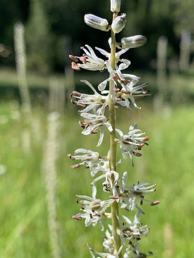 White Rushlily