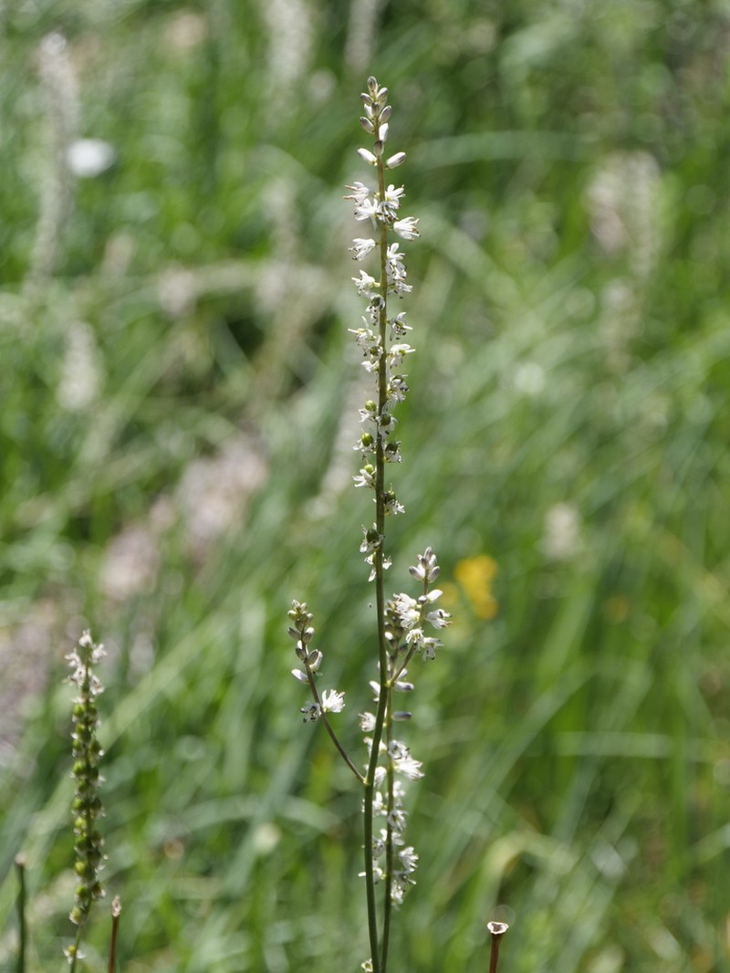 White Rushlily photo 2