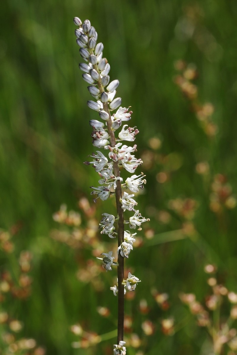 White Rushlily photo 3