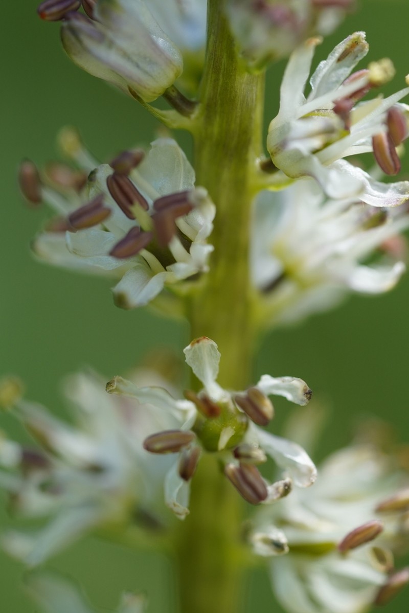 White Rushlily photo 4