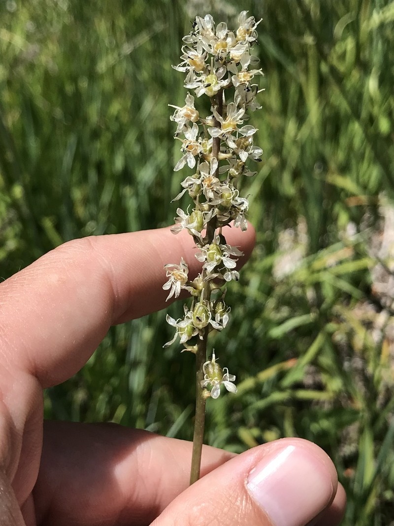 White Rushlily photo 5