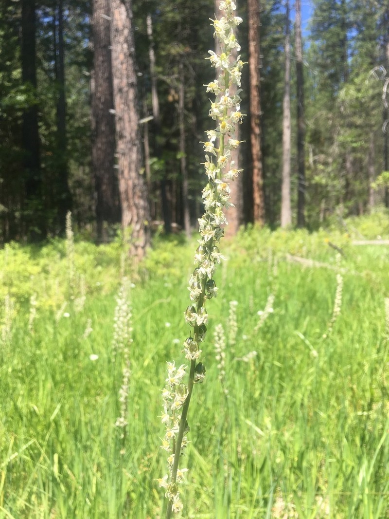 White Rushlily photo 6