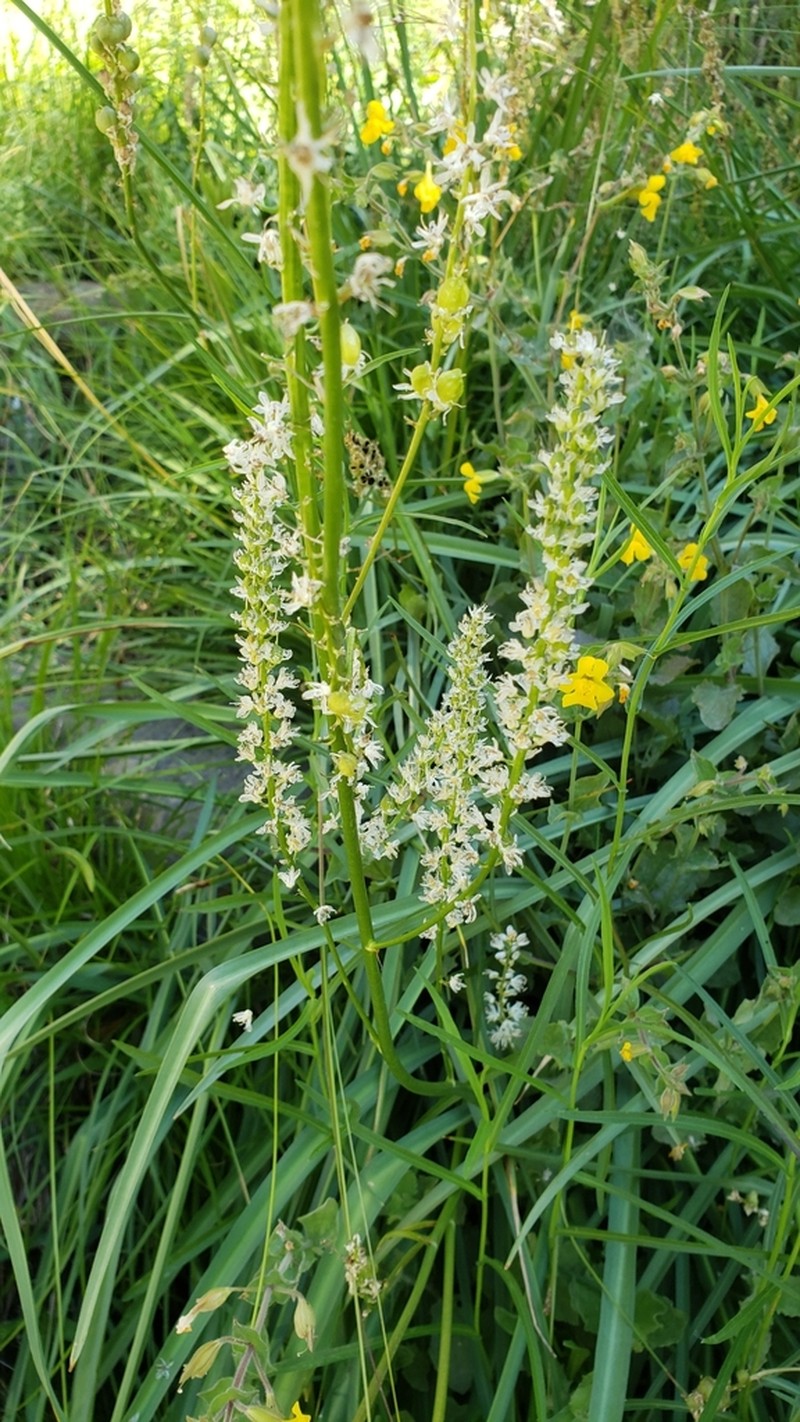 White Rushlily photo 7