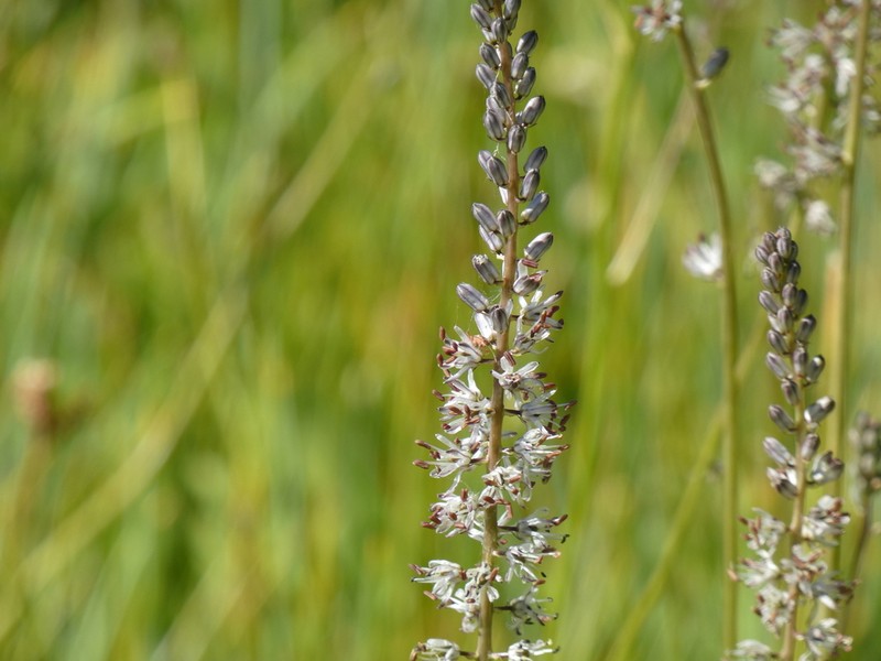 White Rushlily photo 8