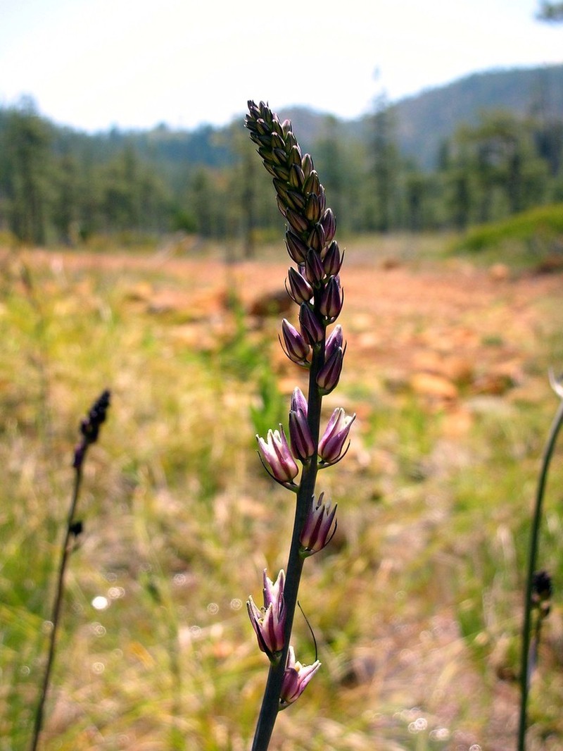 Hastingsia atropurpurea