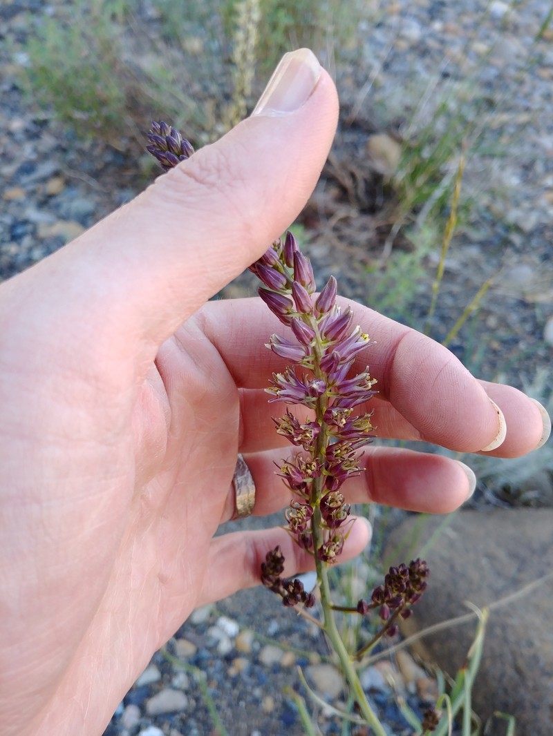 Hastingsia atropurpurea photo 3