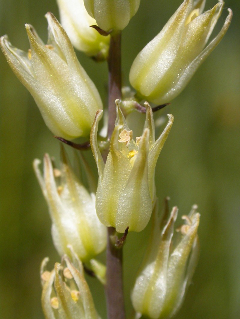 Largeflower Rushlily