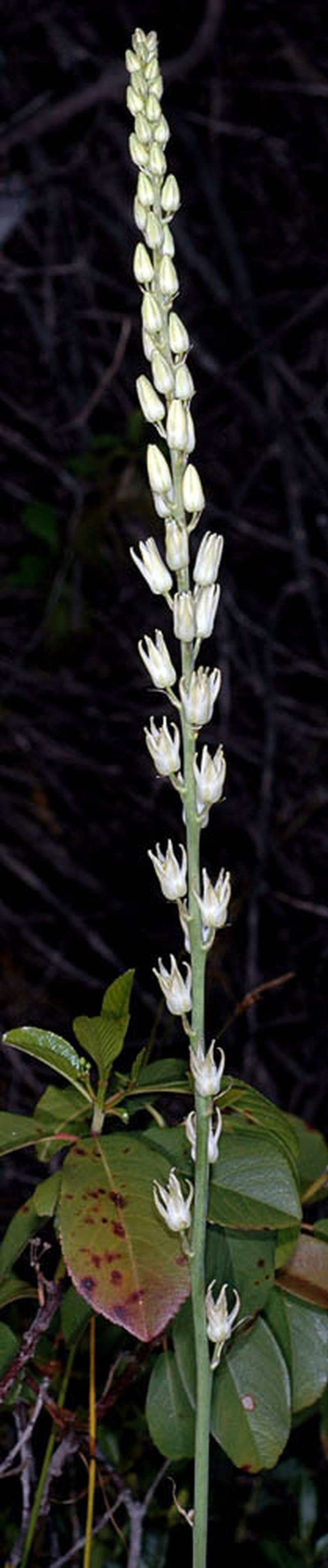 Largeflower Rushlily photo 2
