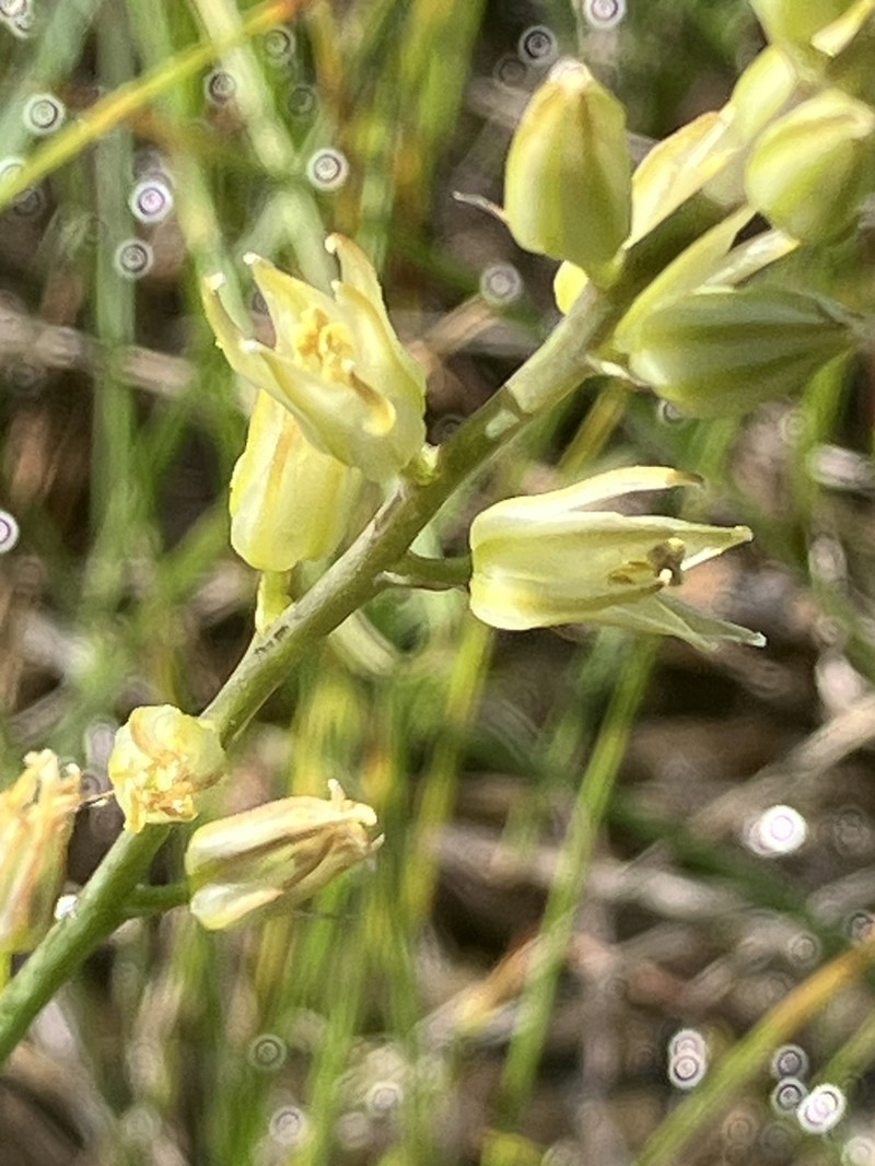 Largeflower Rushlily photo 4