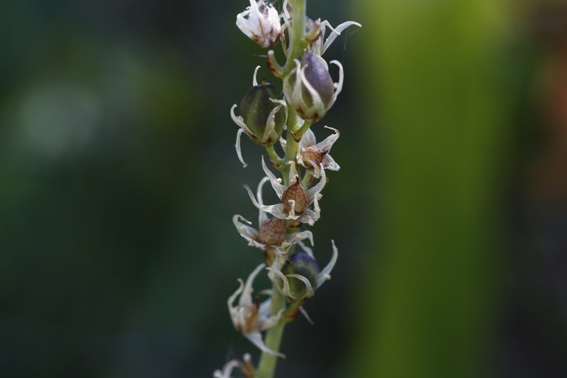 Largeflower Rushlily photo 5