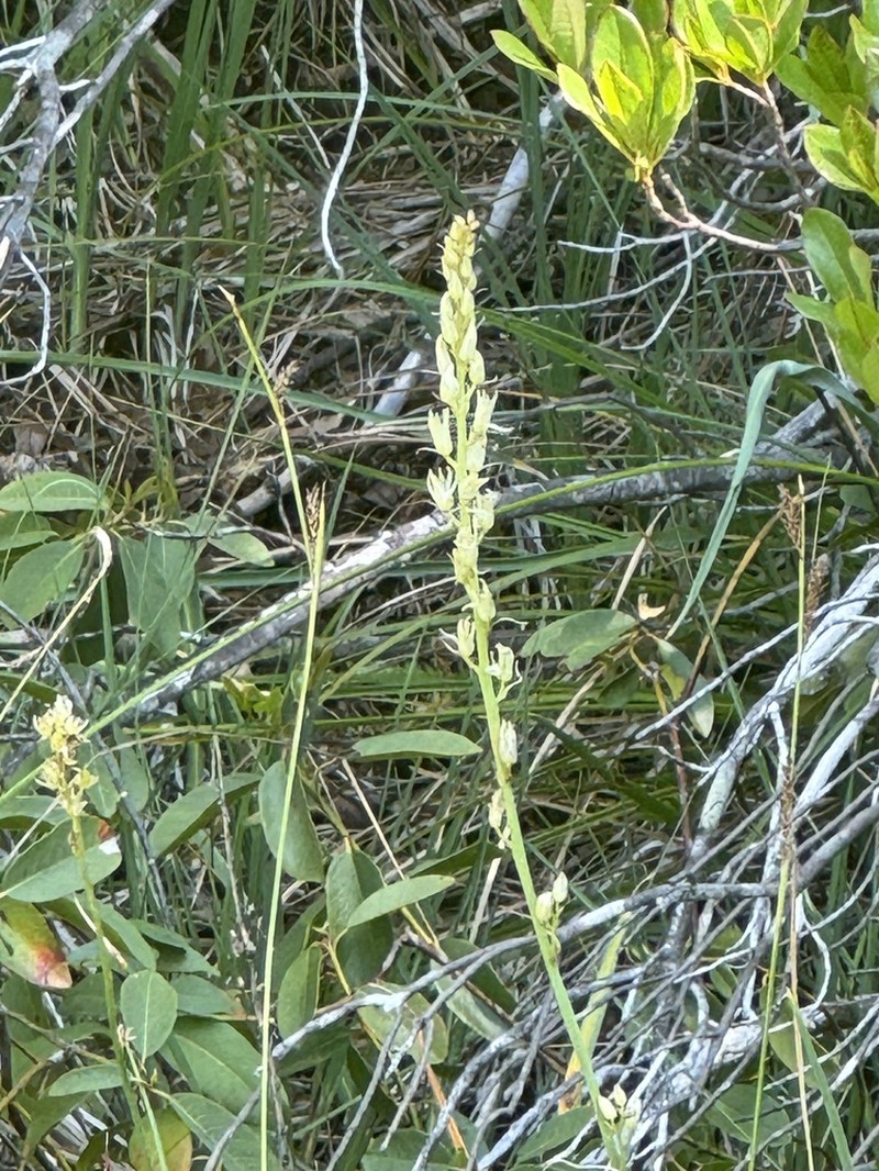 Largeflower Rushlily photo 6