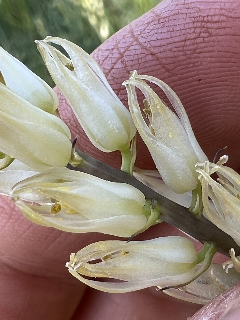 Largeflower Rushlily photo 8