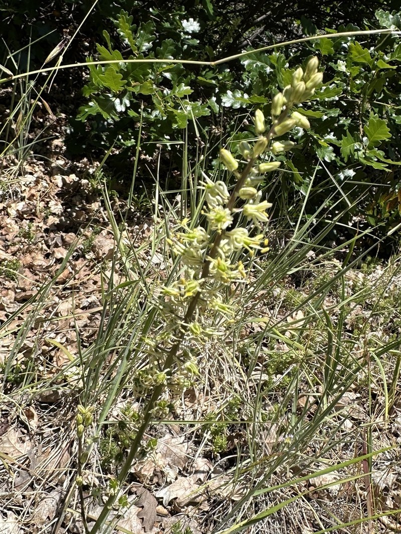 Klamath Rushlily