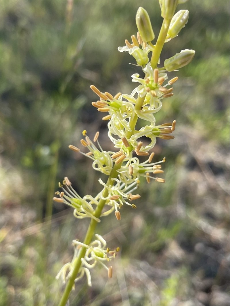 Klamath Rushlily photo 2