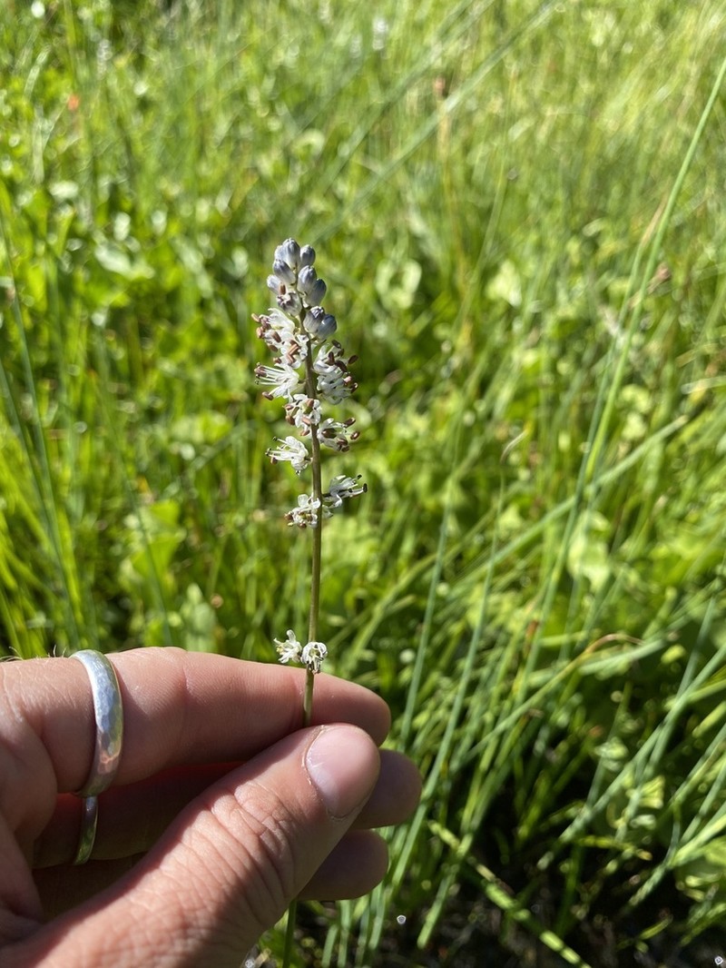 Klamath Rushlily photo 3