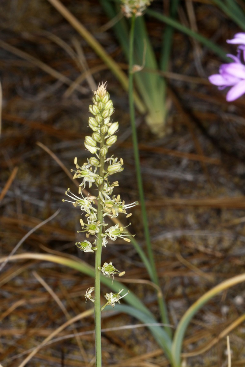 Klamath Rushlily photo 4