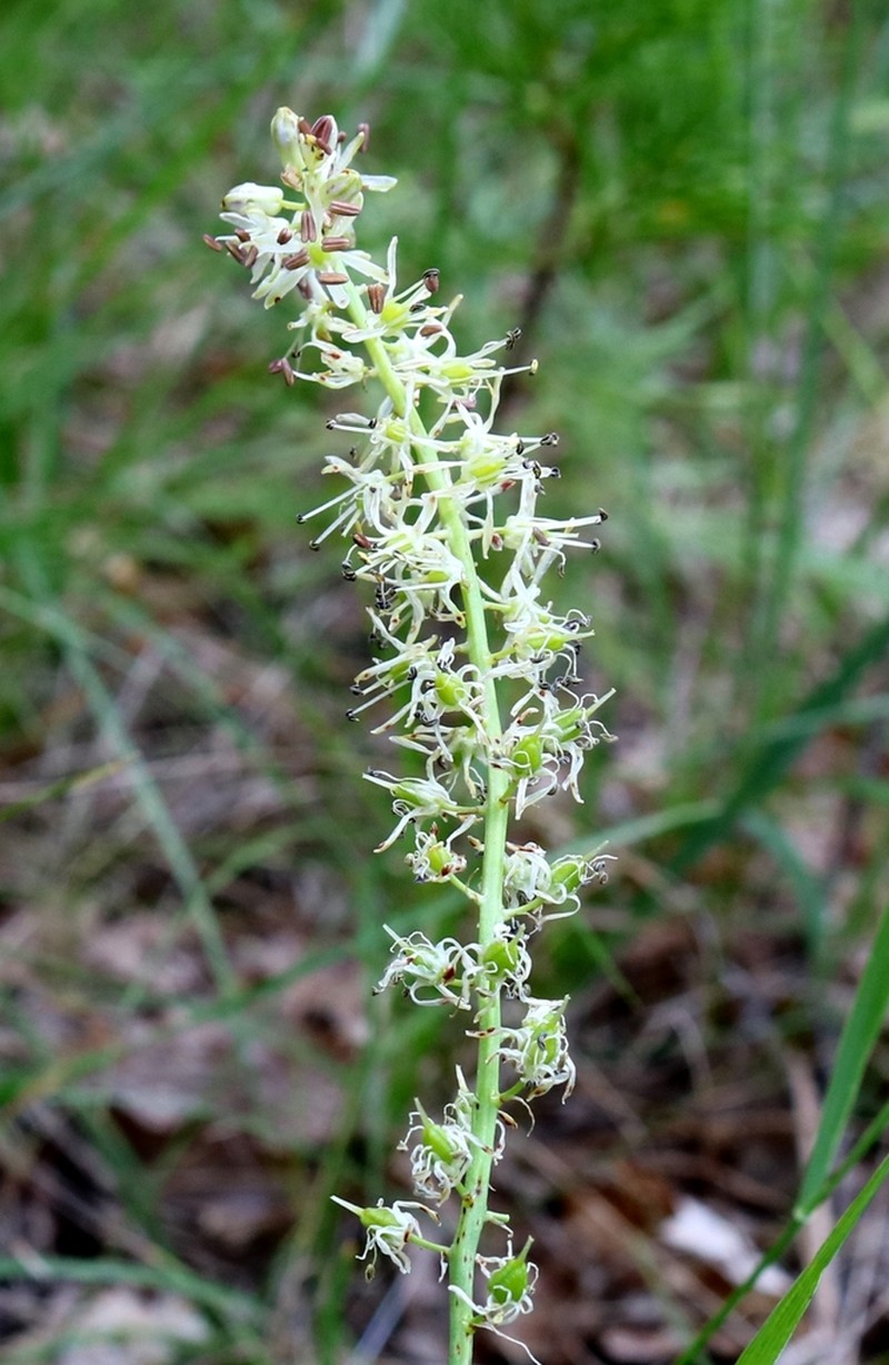 Klamath Rushlily photo 5