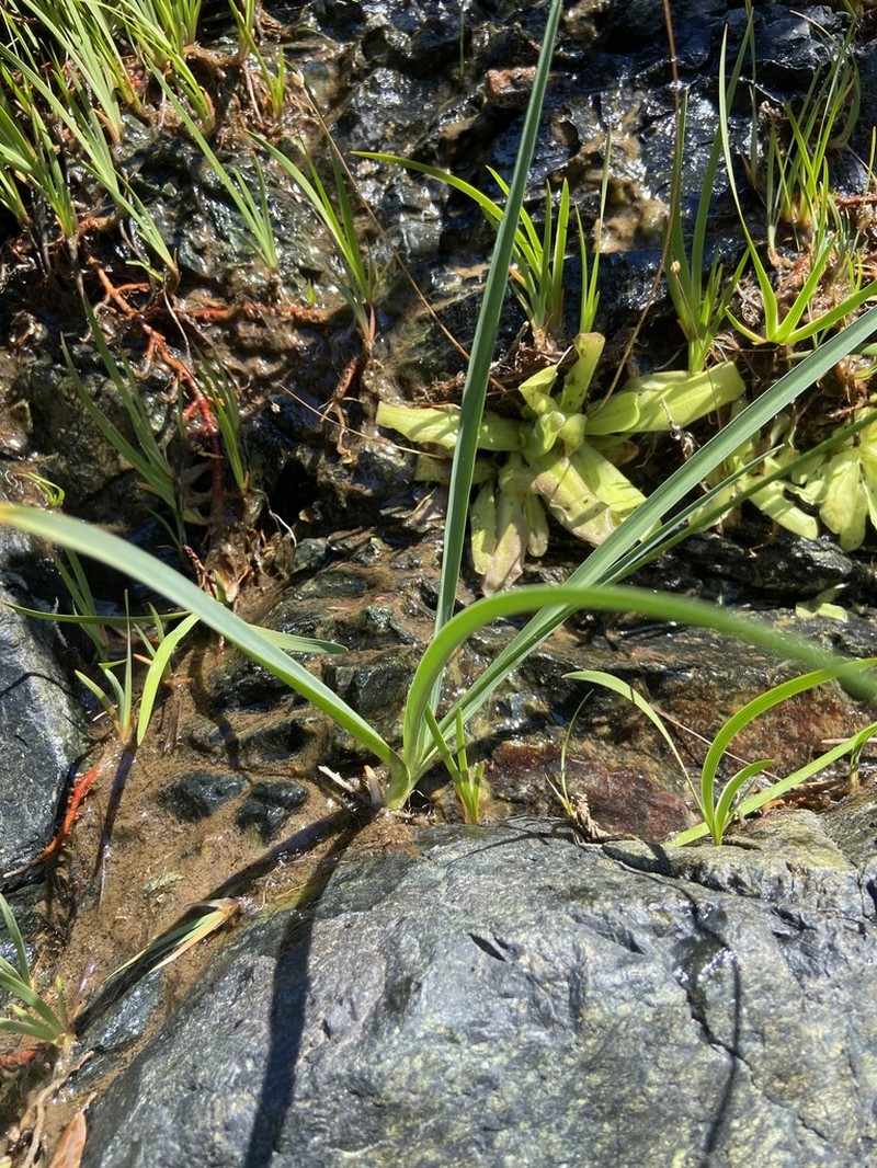 Klamath Rushlily photo 6