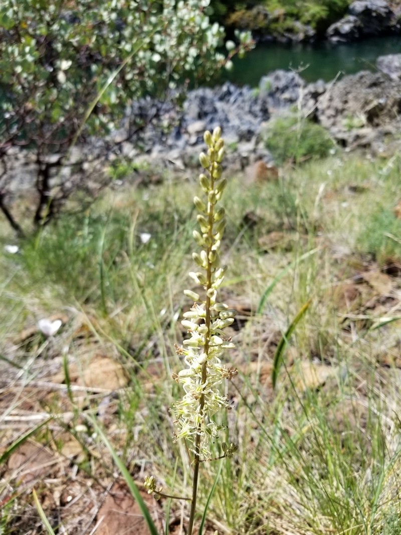 Klamath Rushlily photo 7