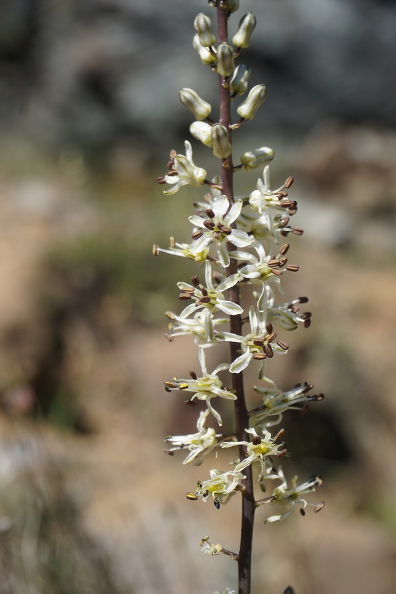 Klamath Rushlily photo 8