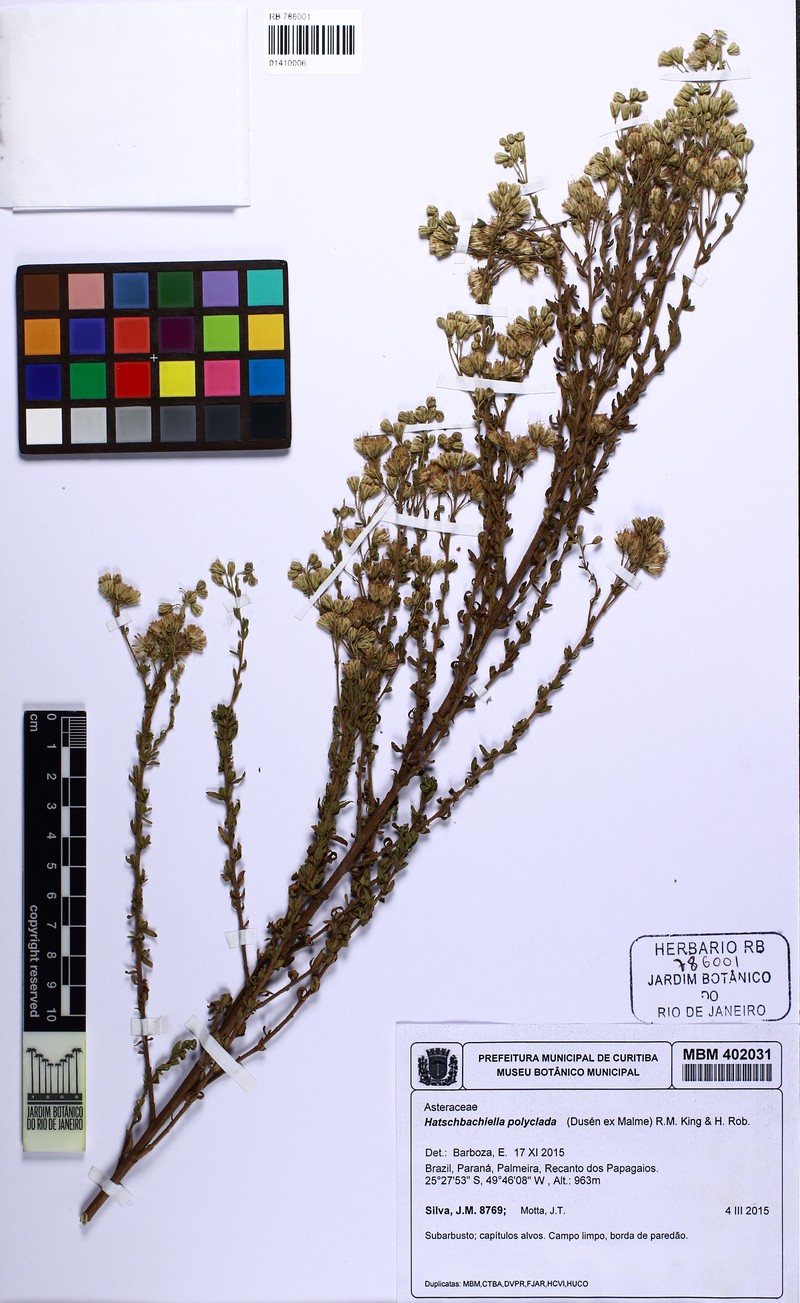 Hatschbachiella polyclada