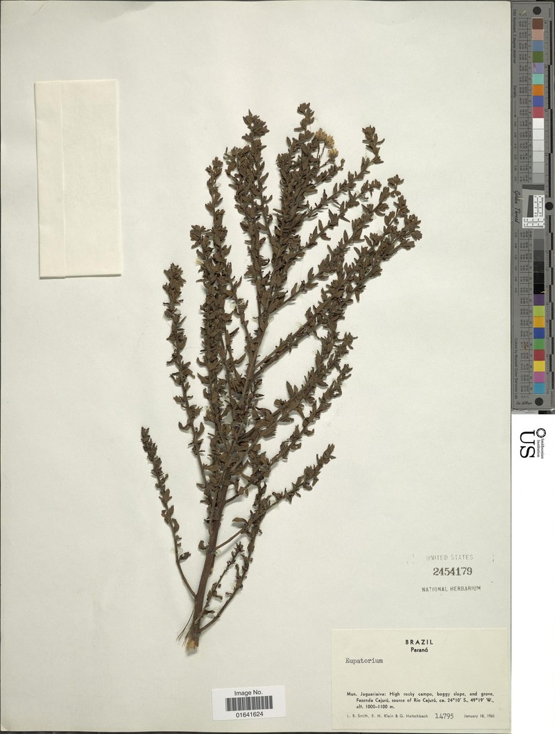 Hatschbachiella polyclada photo 2