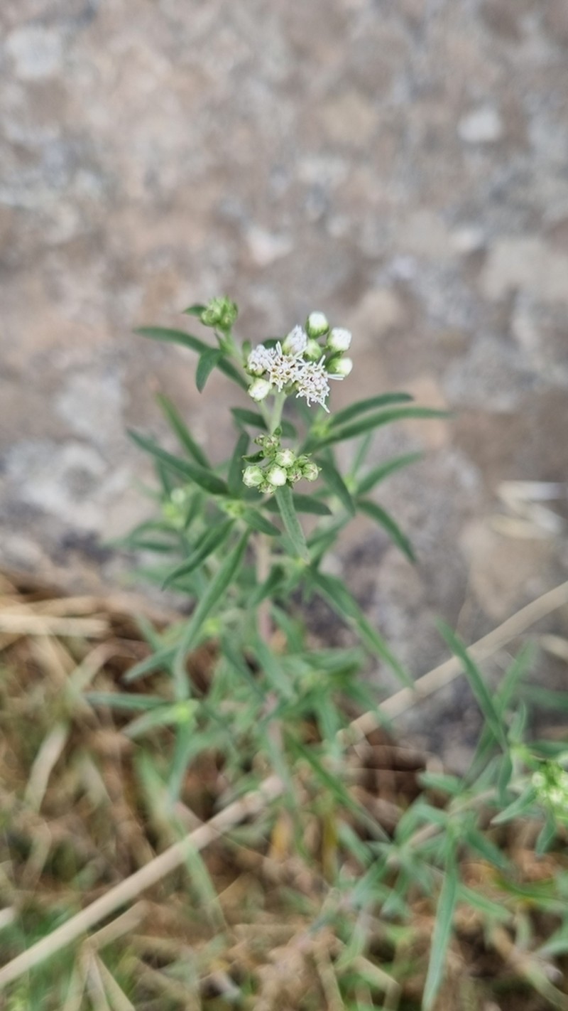 Hatschbachiella tweedieana